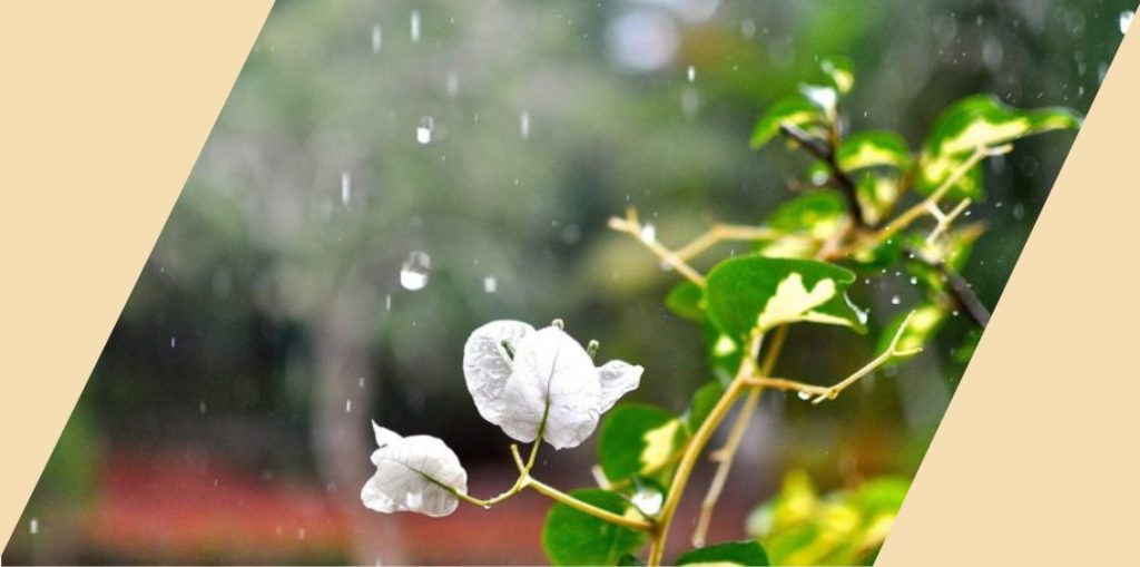 White flower with rain falling on the leaves