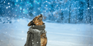 Dog wearing a scarf looking up at the snow falling.